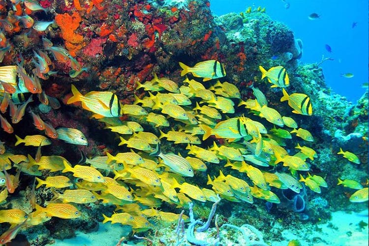 Arrecife puerto morelos