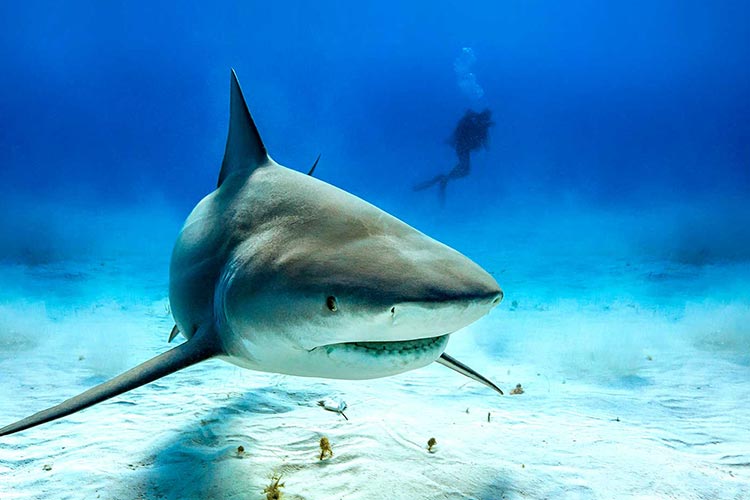 Bull Shark Diving experience